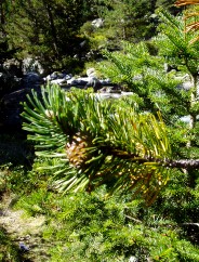 Magie et Beaut de la Nature au Pont d'Espagne !