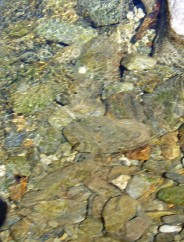 Magie et Beaut de la Nature au Pont d'Espagne !