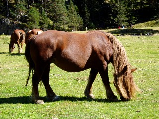 Magie et Beaut de la Nature au Pont d'Espagne !