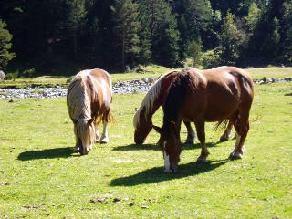 Magie et Beaut de la Nature au Pont d'Espagne !