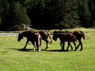 Magie et Beaut de la Nature au Pont d'Espagne !