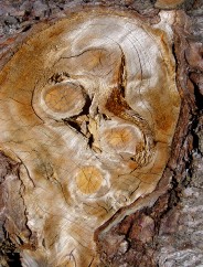 Magie et Beaut de la Nature au Pont d'Espagne !