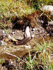 Magie et Beaut de la Nature au Pont d'Espagne !