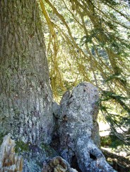 Magie et Beaut de la Nature au Pont d'Espagne !