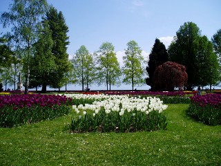 Parterre de tulipes  Morges au bord du lac !