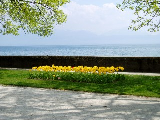 Parterre de tulipes  Morges au bord du lac !