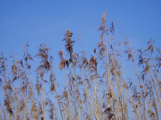 Grande cariaie, grves de Cheseaux, Champ-Pittet, Yverdon