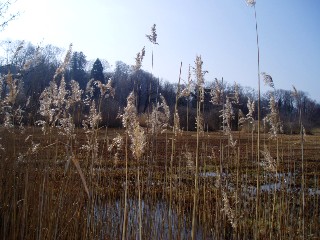 Grande cariaie, grves de Cheseaux, Champ-Pittet, Yverdon